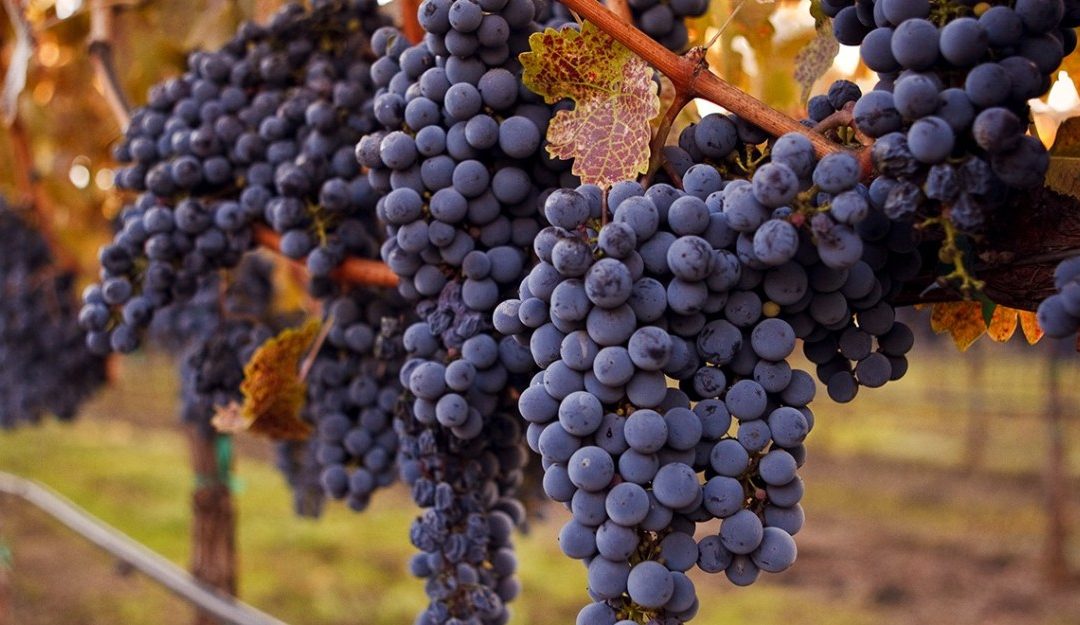 The King of Grapes: 5 Facts to Know About the Best Cabernet Sauvignons