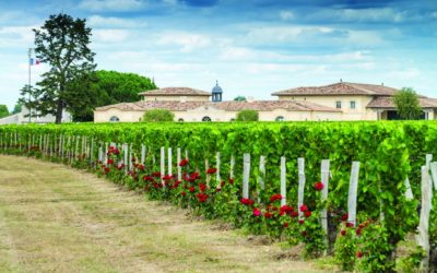 Petrus: producer profile plus top wines tasted