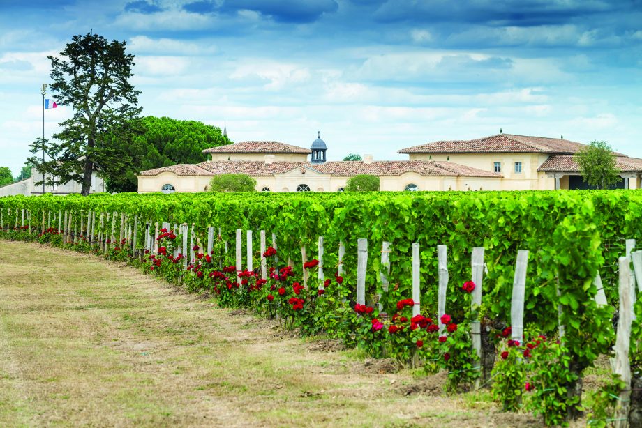 Petrus: producer profile plus top wines tasted